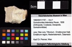 Foto (Objket + Etiketten) von Goniodromites bidentatus (Reuss, 1859) 